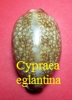 Cypraea eglantina, Duclos 1833